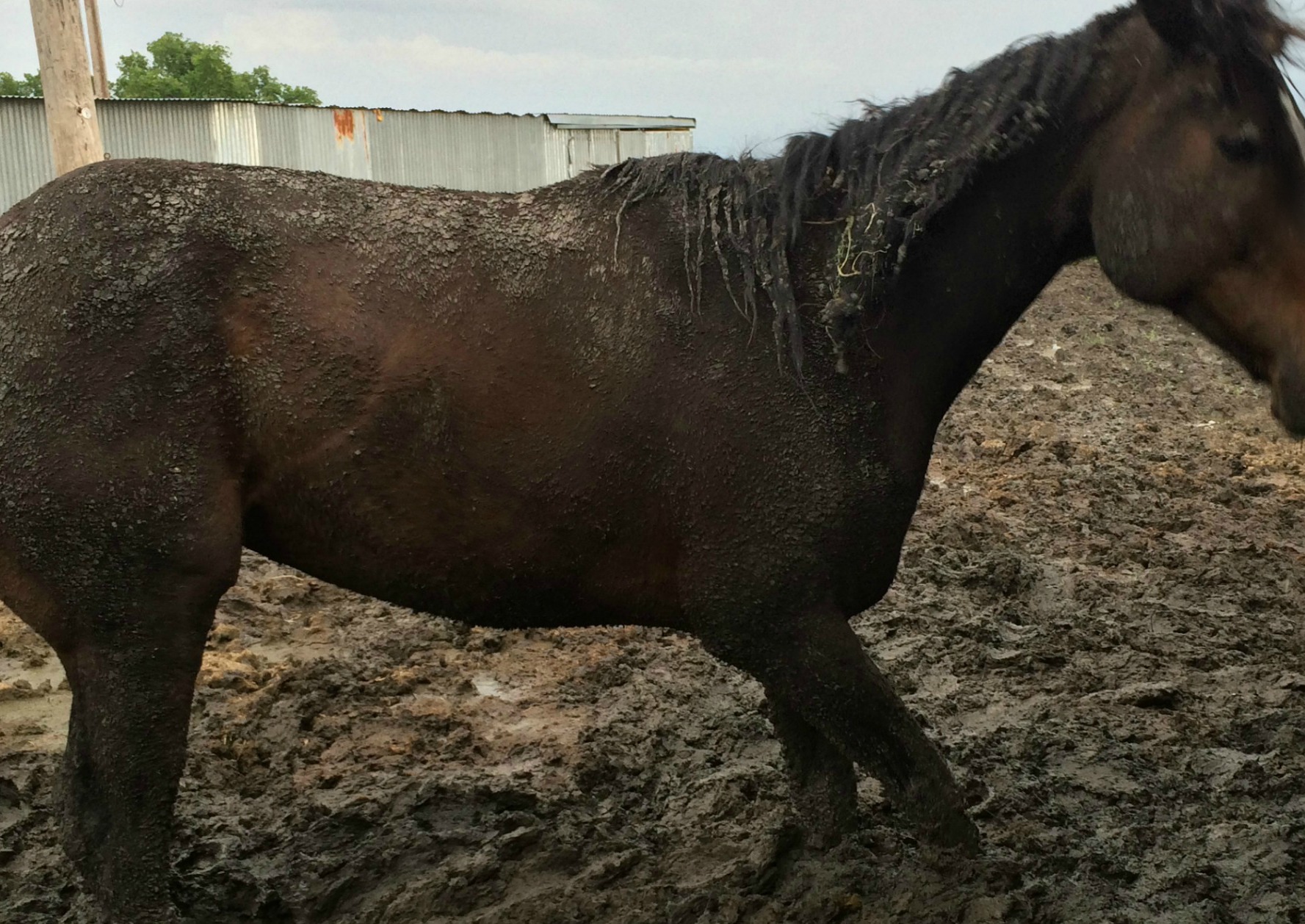 Muddy mess horse
